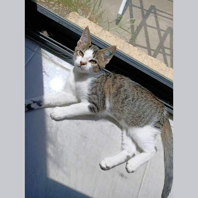 Katsuki meet me at Petstock Mornington Nepean hwy Male Domestic Short Hair Cat in VIC PetRescue