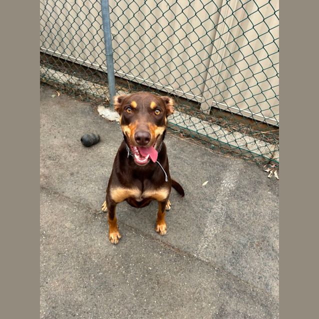Photo of Rex