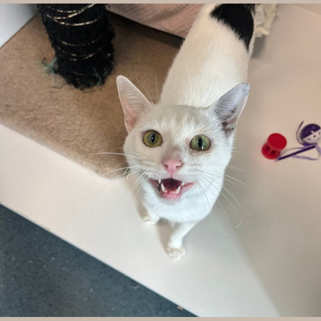 Photo of Casper