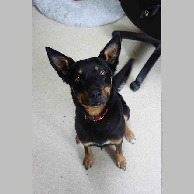 Photo of Sadie
