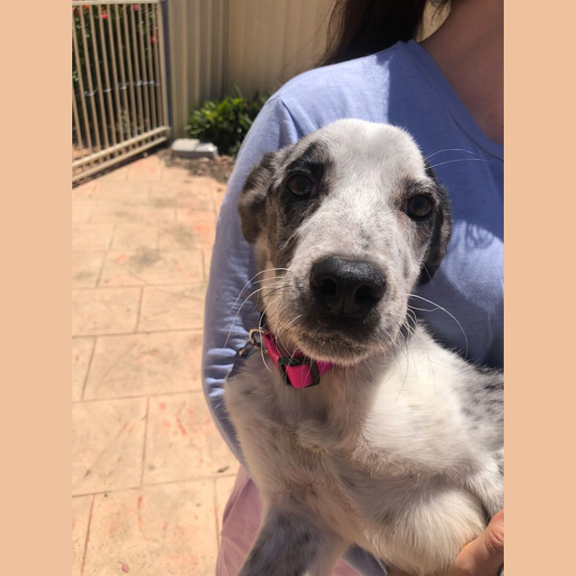 Photo of Milou 🥰