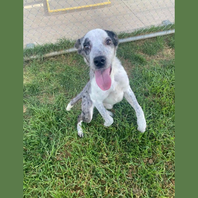 Photo of Milou 🥰