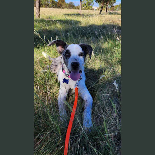 Photo of Milou 🥰