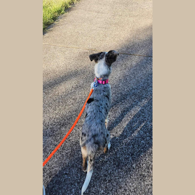 Photo of Milou 🥰