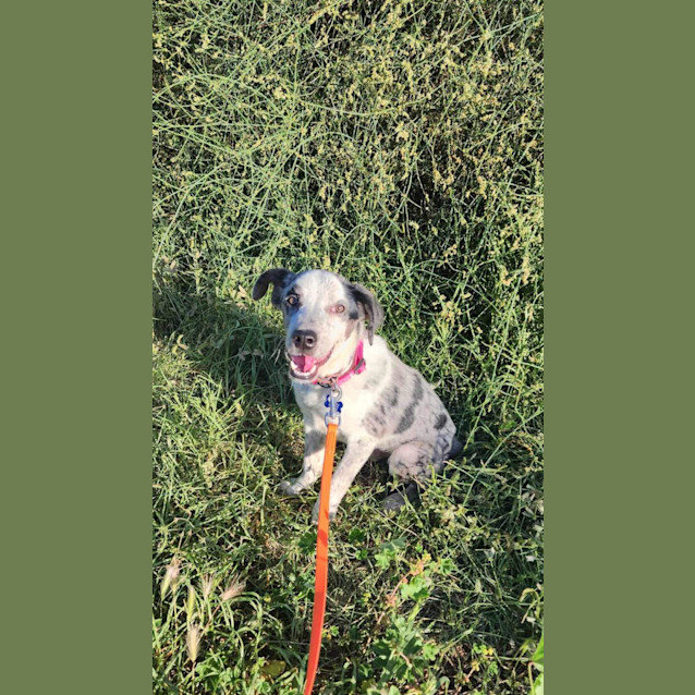 Photo of Milou 🥰