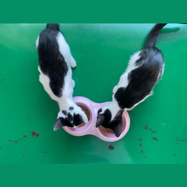 Photo of Charlie And Chaplina