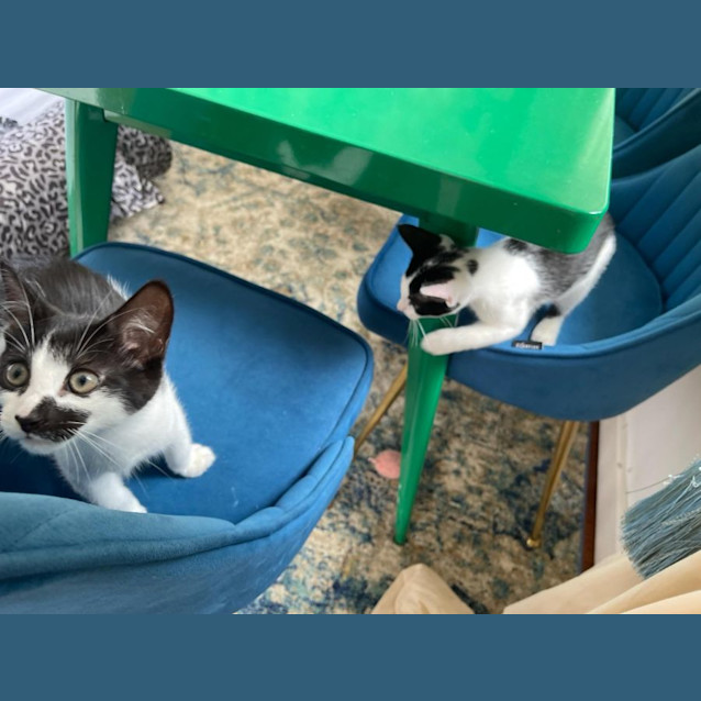 Photo of Charlie And Chaplina