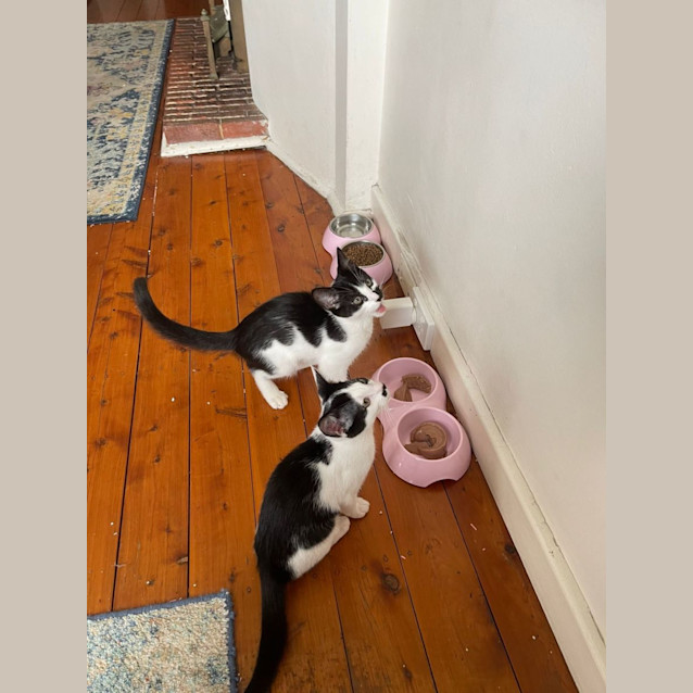 Photo of Charlie And Chaplina