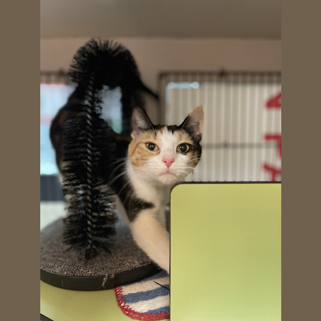 Photo of Jewel 