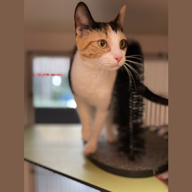 Photo of Jewel 