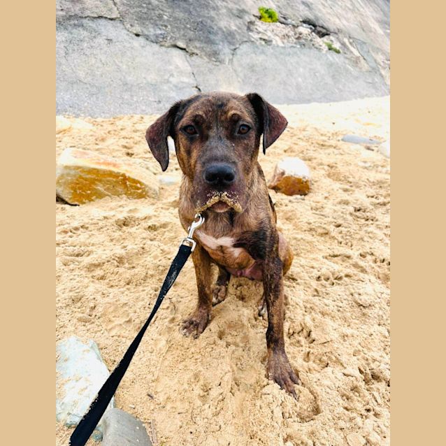Photo of Argo   8 Month Old Mastiff (Trial)