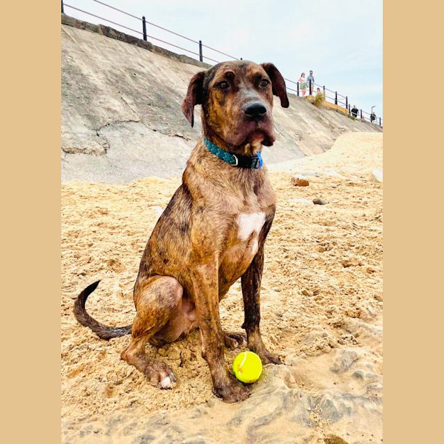 Photo of Argo   8 Month Old Mastiff (Trial)