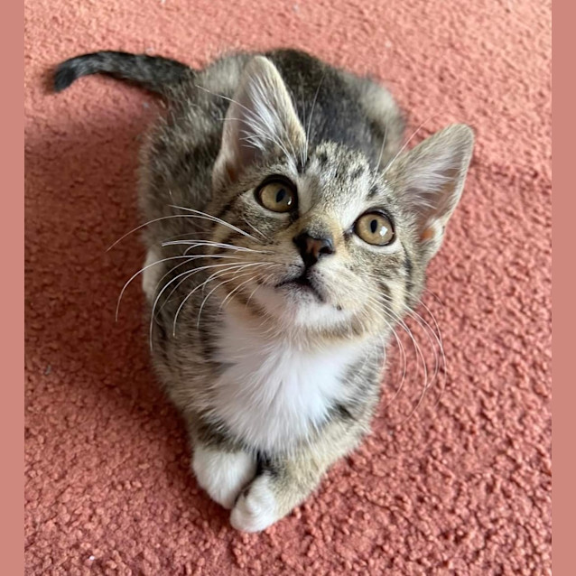 Photo of Whisper