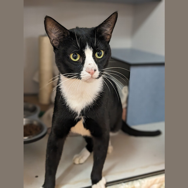 Photo of Chat