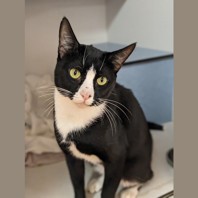 Photo of Chat