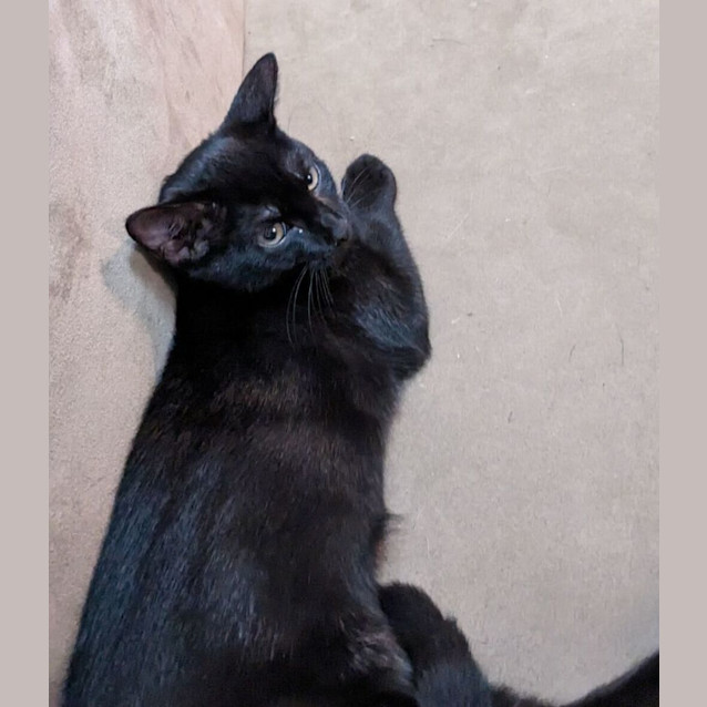 Photo of Salem