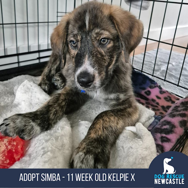 Photo of Simba   11 Week Old Kelpie X (Trial)