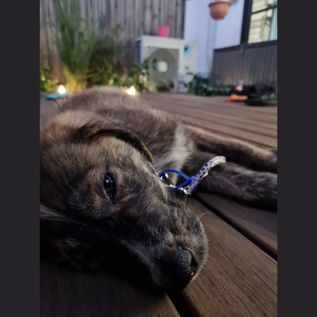 Photo of Simba   11 Week Old Kelpie X (Trial)