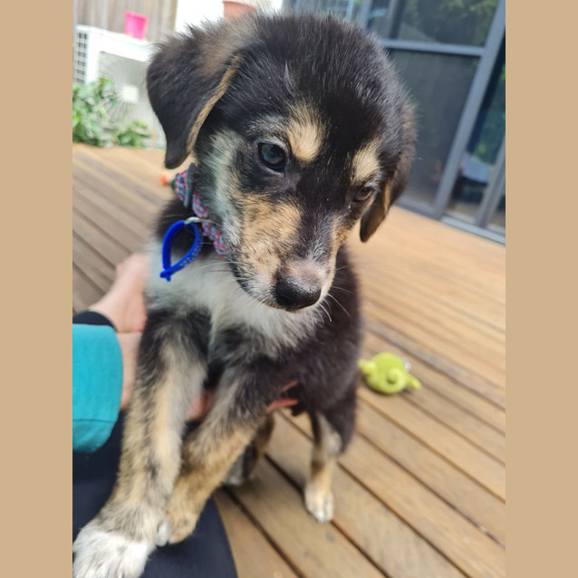 Photo of Timon   11 Week Old Kelpie X (Trial)