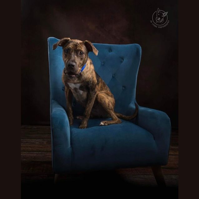Photo of Argo   8 Month Old Mastiff (Trial)