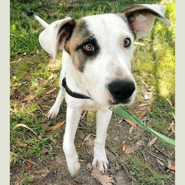 Photo of Spot