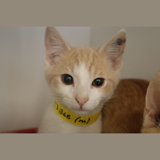 Photo of Spot