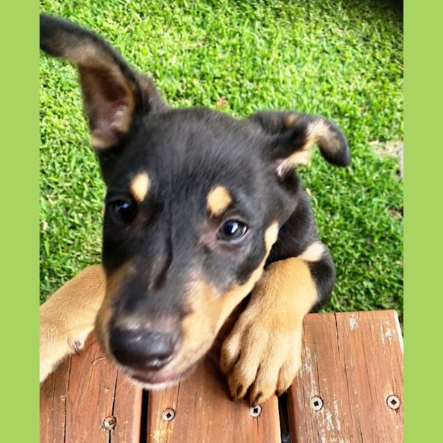 Photo of Sprout 4 Month Old Kelpie X, Male