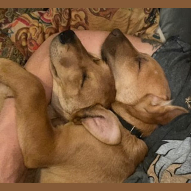 Photo of Clancy 🐶 4 Month Old, Mixed Breed Male Puppy