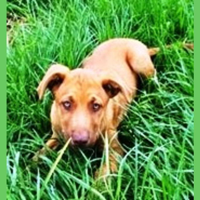 Photo of Clancy 🐶 4 Month Old, Mixed Breed Male Puppy