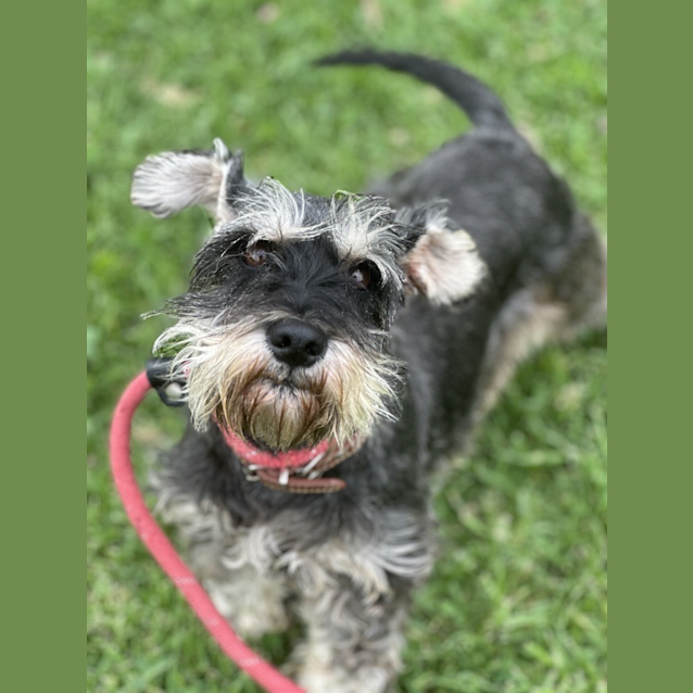 Schnauzer Puppy Rescue Miniature Schnauzer Top Schnauzer Rescue