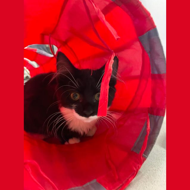 Photo of 🧁 Holly F02755 🧁