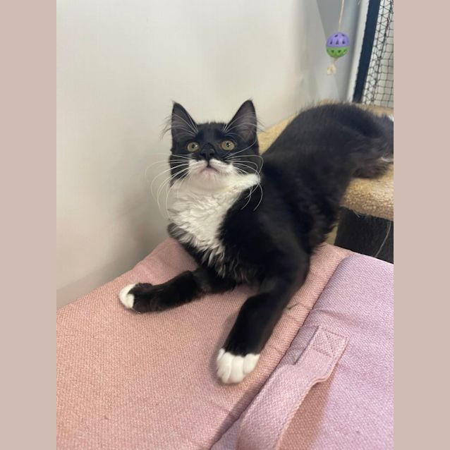 Photo of 🧁 Holly F02755 🧁