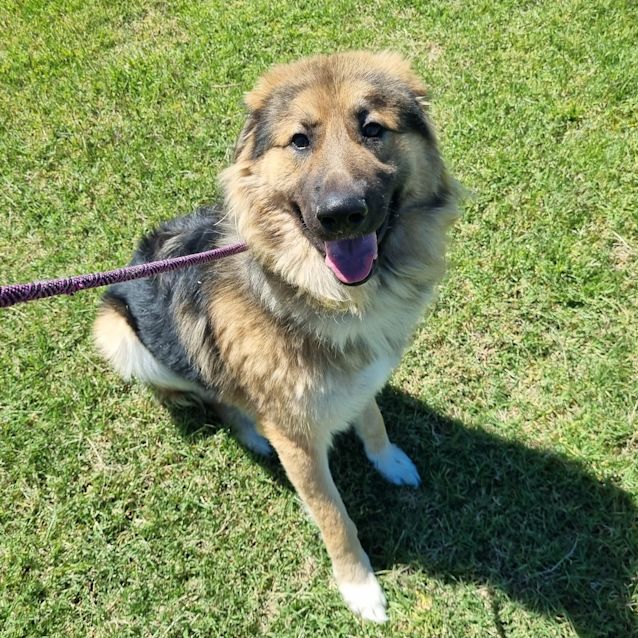 Photo of Ace