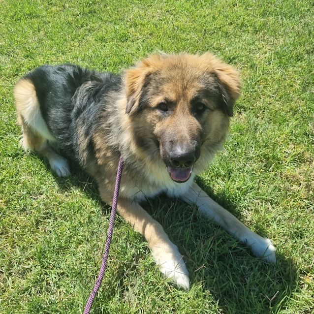 Photo of Ace