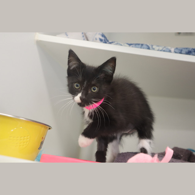Photo of Pepper