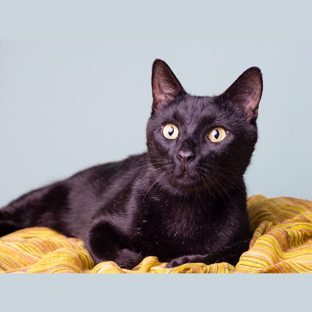 Photo of Bruce Wayne (Catman)