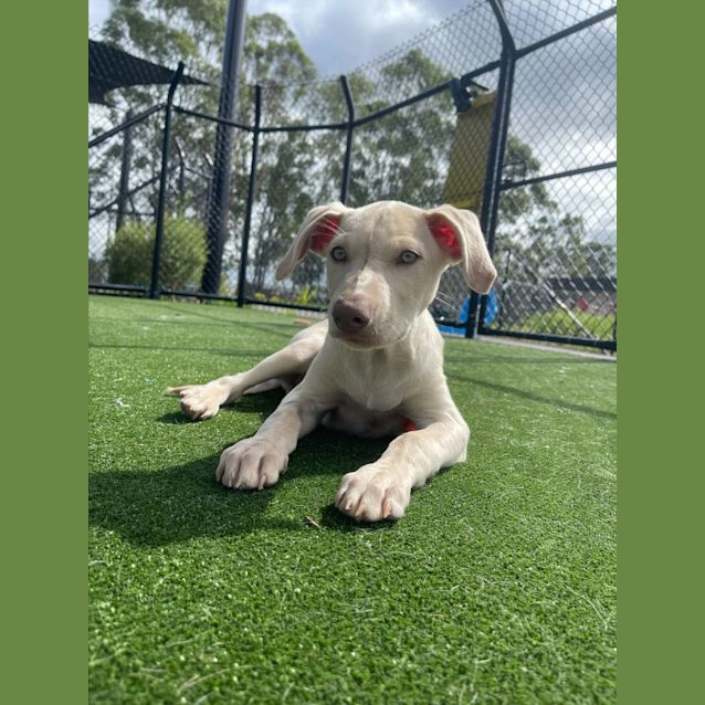 Photo of Cosmo Imp 224