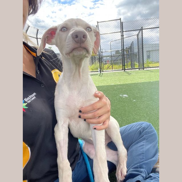 Photo of Cosmo Imp 224