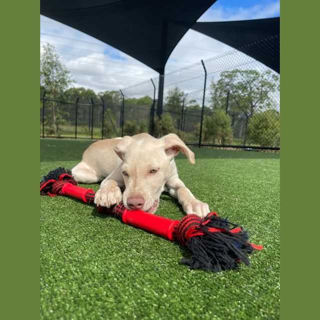 Photo of Cosmo Imp 224