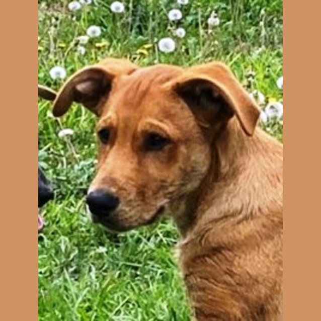 Photo of Ricky 🎁4 Month Old, Mixed Breed Male Puppy