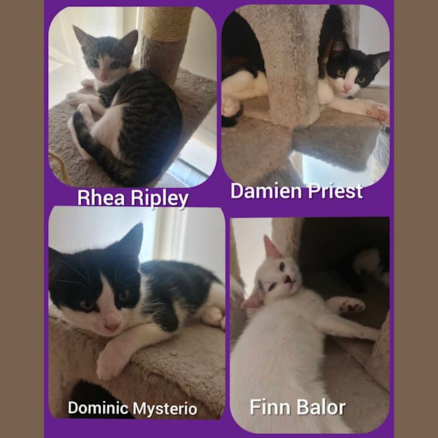 Photo of Finn Balor **2nd Chance Cat Rescue**