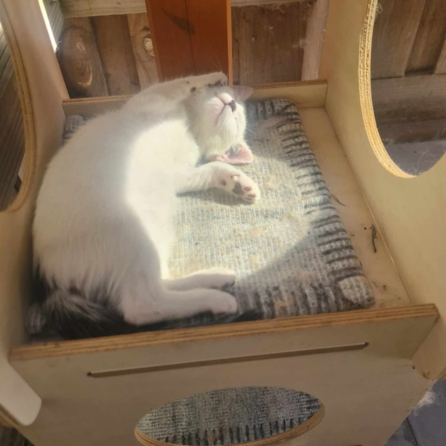 Photo of Finn Balor **2nd Chance Cat Rescue**