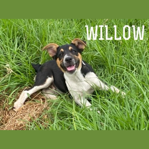 Photo of Willow❤️4 Month Old Female Mixed Breed