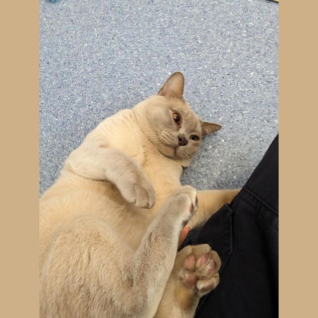 Photo of Ripley