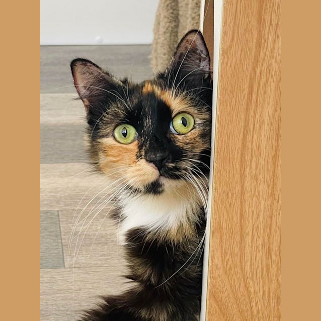 Photo of Missy Moo   Located In Abbotsford