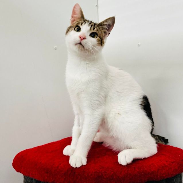 Photo of Dexter   Located In Preston