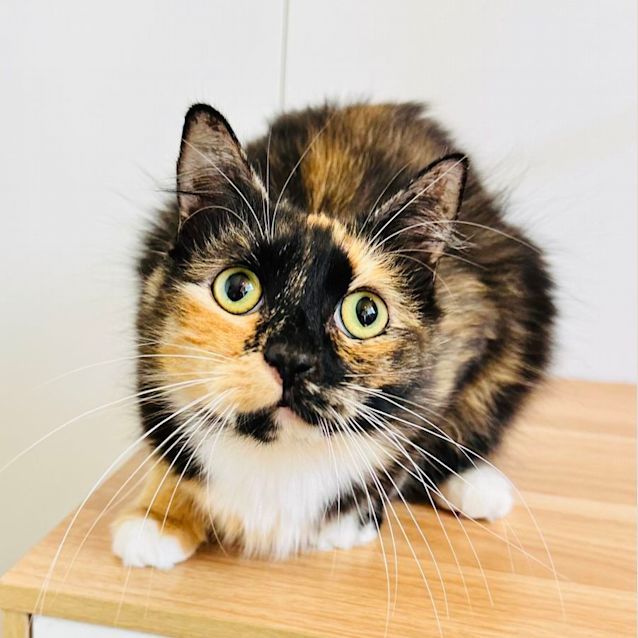 Photo of Missy Moo   Located In Abbotsford