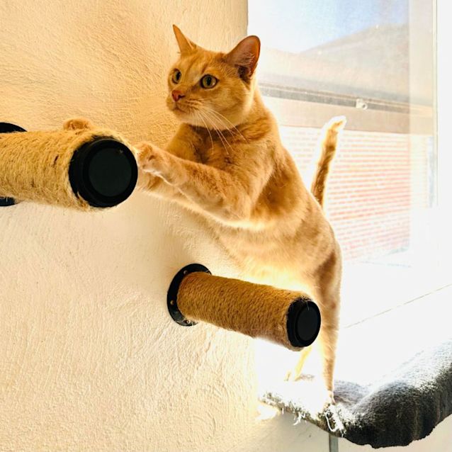 Photo of Chester   Located At Nelly's Ark In Fairfield