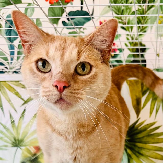 Photo of Chester   Located At Nelly's Ark In Fairfield