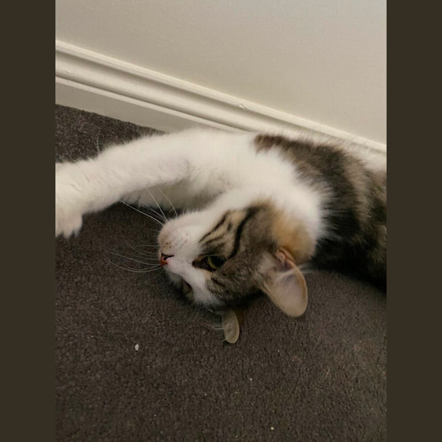 Photo of 🎀Bonnie🎀